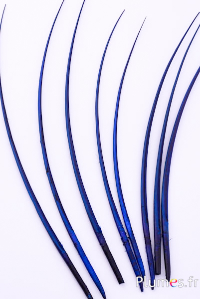 Oie rachis - 25-30 cm - bleu-noir